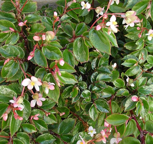 B. ‘foliosa ‘Cascade’’
